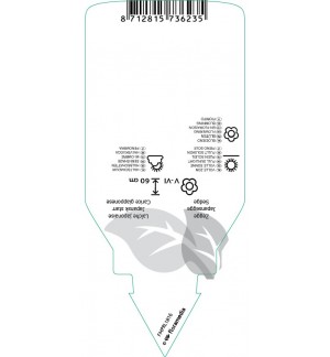 Etichette di Carex morrowii ‘Ice Dance’ *