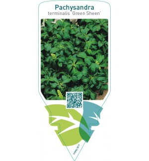 Pachysandra terminalis ‘Green Sheen’