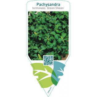 Pachysandra terminalis ‘Green Sheen’