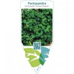 Pachysandra terminalis ‘Green Sheen’