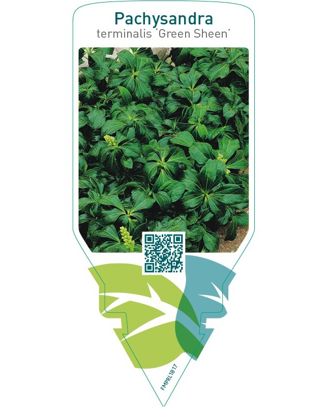 Pachysandra terminalis ‘Green Sheen’