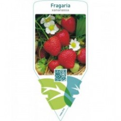Fragaria