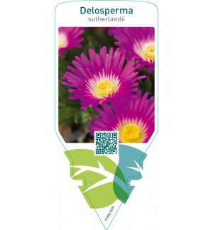 Delosperma sutherlandii