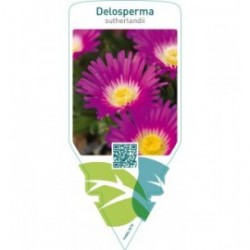 Delosperma sutherlandii