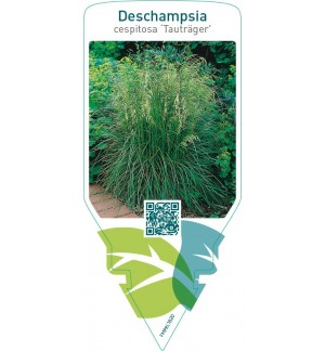 Deschampsia cespitosa ‘Tauträger’