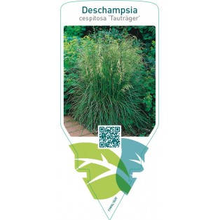 Deschampsia cespitosa ‘Tauträger’