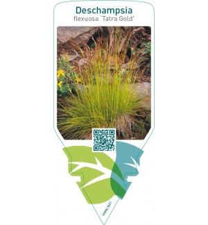 Deschampsia flexuosa ‘Tatra Gold’