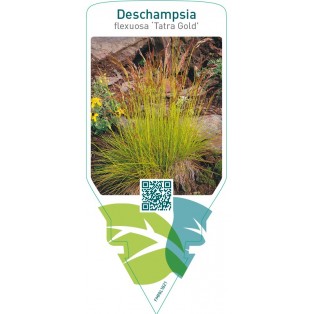 Deschampsia flexuosa ‘Tatra Gold’