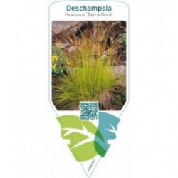 Deschampsia flexuosa ‘Tatra Gold’