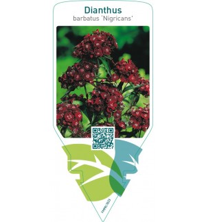 Dianthus barbatus ‘Nigricans’
