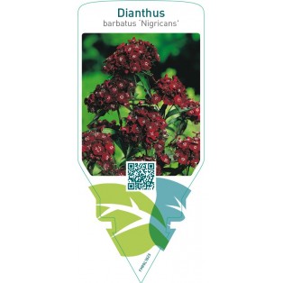 Dianthus barbatus ‘Nigricans’