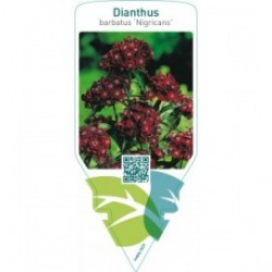 Dianthus barbatus ‘Nigricans’