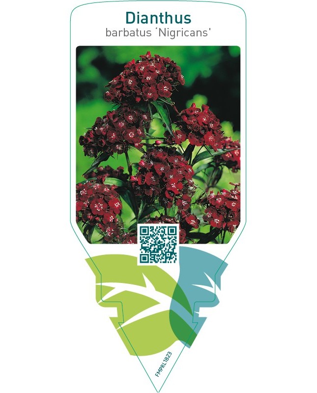 Dianthus barbatus ‘Nigricans’