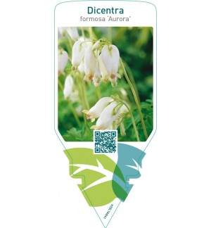 Dicentra formosa ‘Aurora’