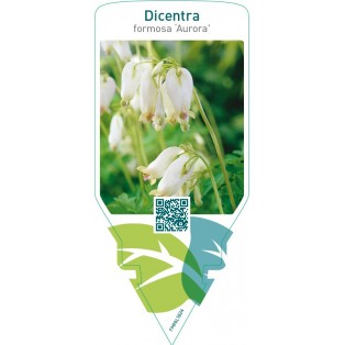 Dicentra formosa ‘Aurora’