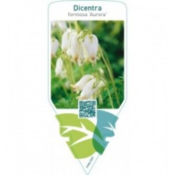 Dicentra formosa ‘Aurora’