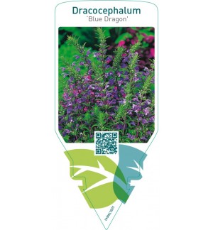 Dracocephalum ‘Blue Dragon’
