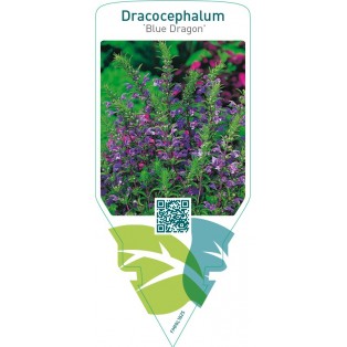 Dracocephalum ‘Blue Dragon’
