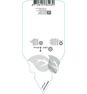 Etichette di Dracocephalum ‘Blue Dragon’ *