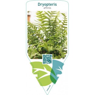Dryopteris affinis