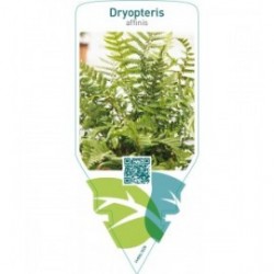 Dryopteris affinis