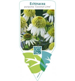 Echinacea purpurea ‘Coconut Lime’