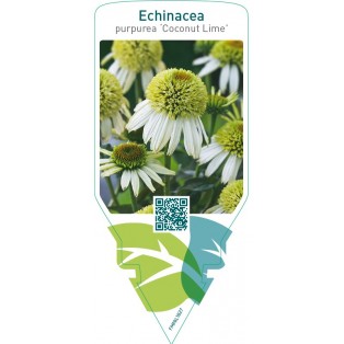 Echinacea purpurea ‘Coconut Lime’