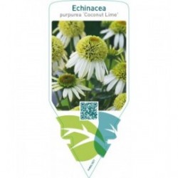 Echinacea purpurea ‘Coconut Lime’