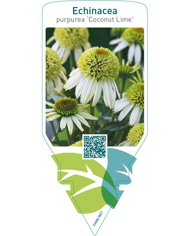 Echinacea purpurea ‘Coconut Lime’