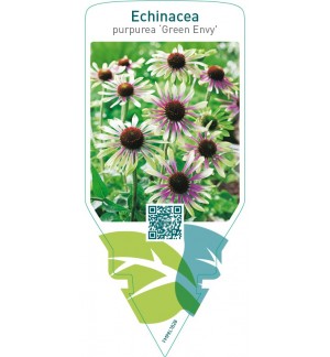 Echinacea purpurea ‘Green Envy’