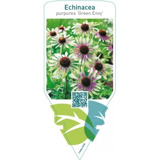 Echinacea purpurea ‘Green Envy’