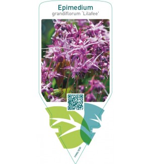 Epimedium grandiflorum ‘Lilafee’