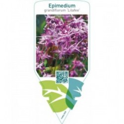 Epimedium grandiflorum ‘Lilafee’