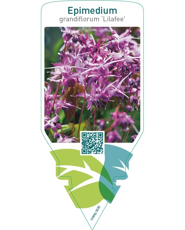 Epimedium grandiflorum ‘Lilafee’