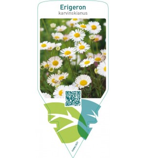 Erigeron karvinskianus