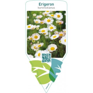 Erigeron karvinskianus