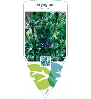 Eryngium bourgatii