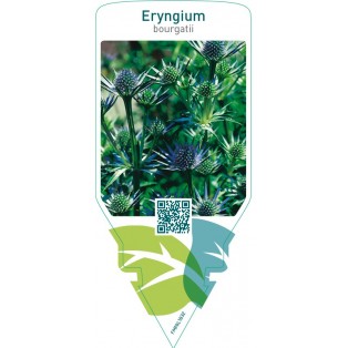 Eryngium bourgatii