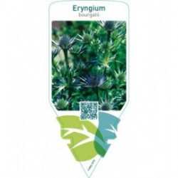 Eryngium bourgatii
