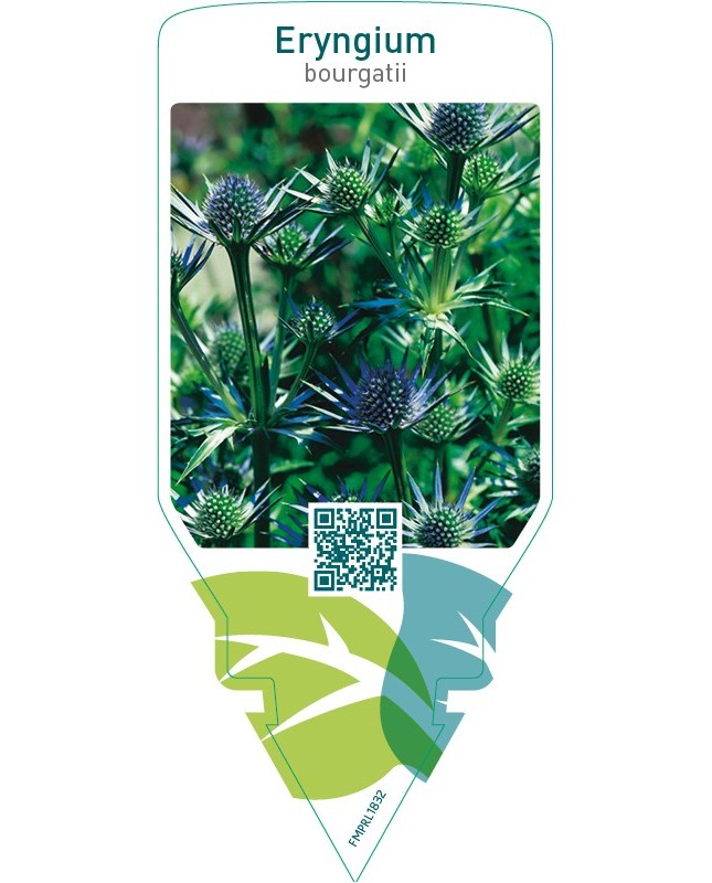 Eryngium bourgatii