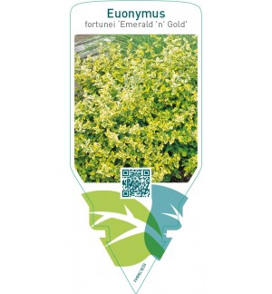 Euonymus fortunei ‘Emerald ‘n’ Gold’