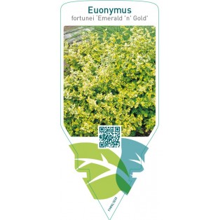 Euonymus fortunei ‘Emerald ‘n’ Gold’
