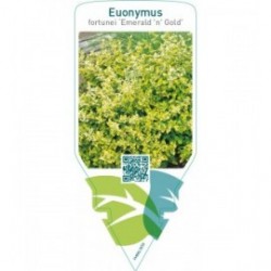 Euonymus fortunei ‘Emerald ‘n’ Gold’