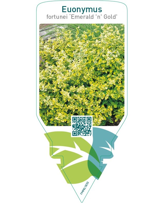 Euonymus fortunei ‘Emerald ‘n’ Gold’
