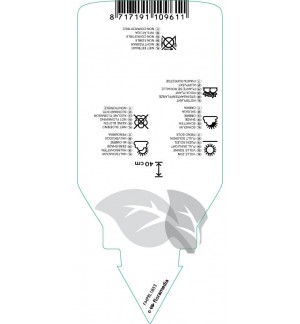 Etichette di Euonymus fortunei ‘Emerald ‘n’ Gold’ *