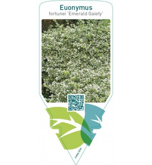 Euonymus fortunei ‘Emerald Gaiety’