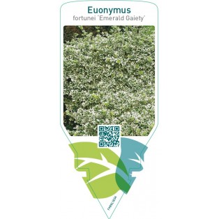 Euonymus fortunei ‘Emerald Gaiety’