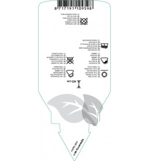 Etichette di Euonymus fortunei ‘Emerald Gaiety’ *