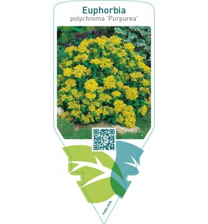 Euphorbia polychroma ‘Purpurea’