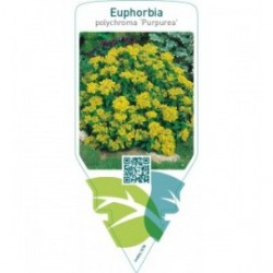 Euphorbia polychroma ‘Purpurea’